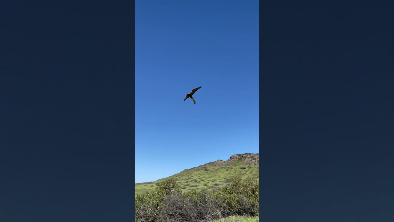 Free flying Kona my Macaw 🌱🦜 #Animals #Birds #Parrots #FreeFlying #Fly #Flying #Subscribe