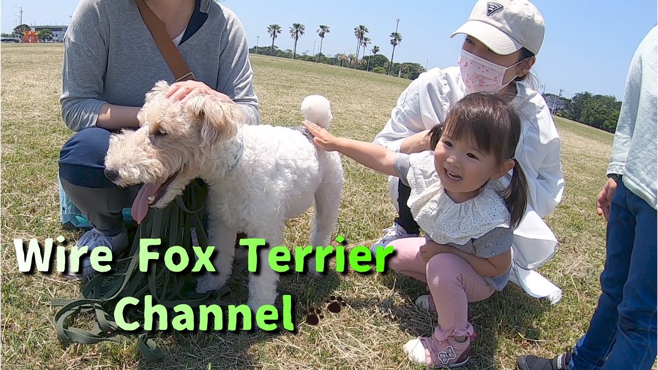 Wire fox terriers playing with children are really cute.