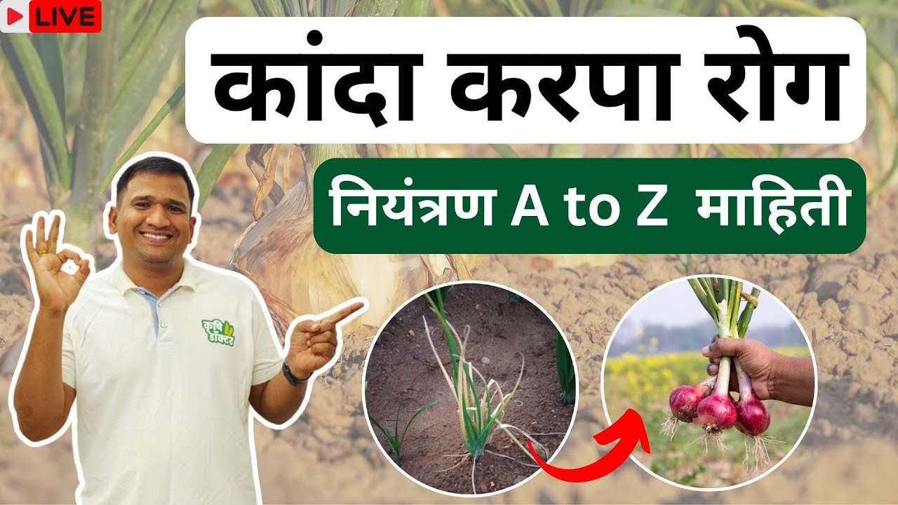 कांदा करपा रोग नियंत्रण।Kanda Karpa rog Niyantran।Onion Blight Disease Control #krushidoctor