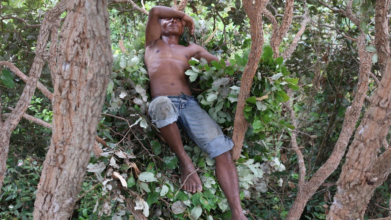 Wilderness Survival Skills:  Primitive Bedding on the Tree (House) - Primitive Technology