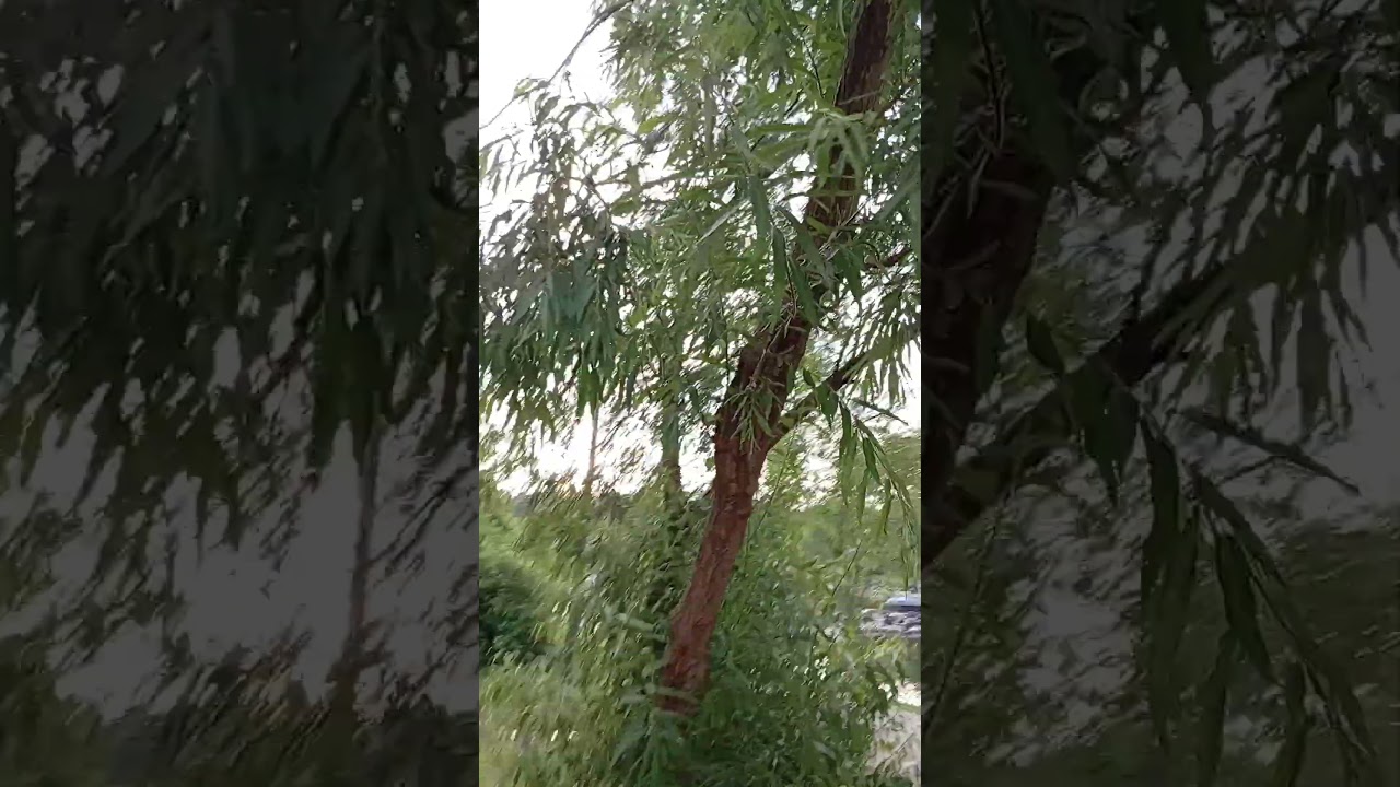 а сегодня все небо в  "барашковых" облачках! Лето, июль,   совсем не жарко,  какой приятный день!