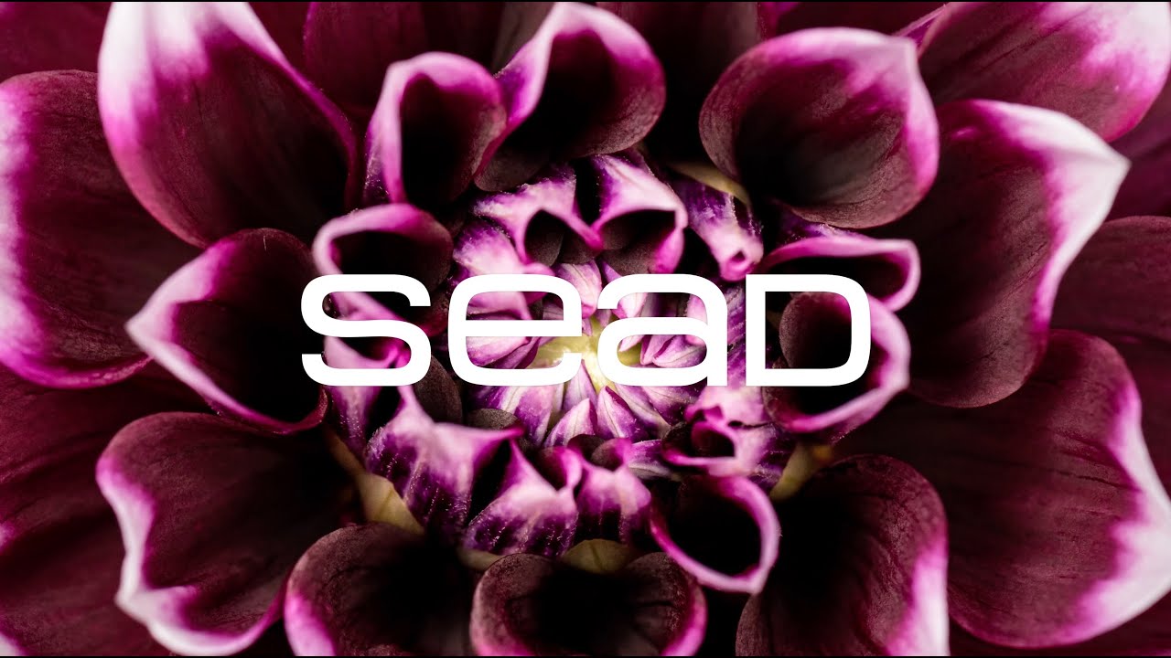 WILD FLOWER | SEAD 30th anniversary (Salzburg)