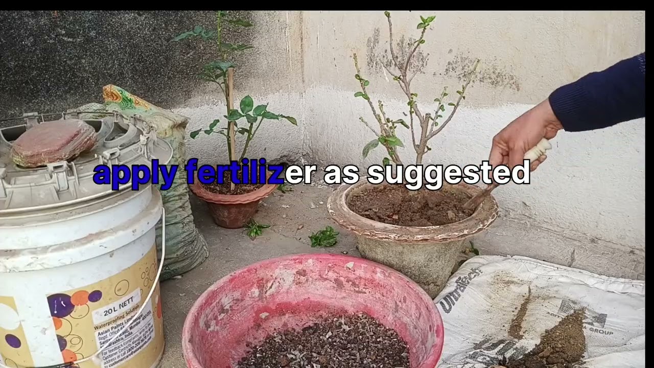 Gudhal ko Gamleme Keise Lagaye | Pruning Of Hibiscus Plant 🌺 | Pruning Time Of Hibiscus  plant | 