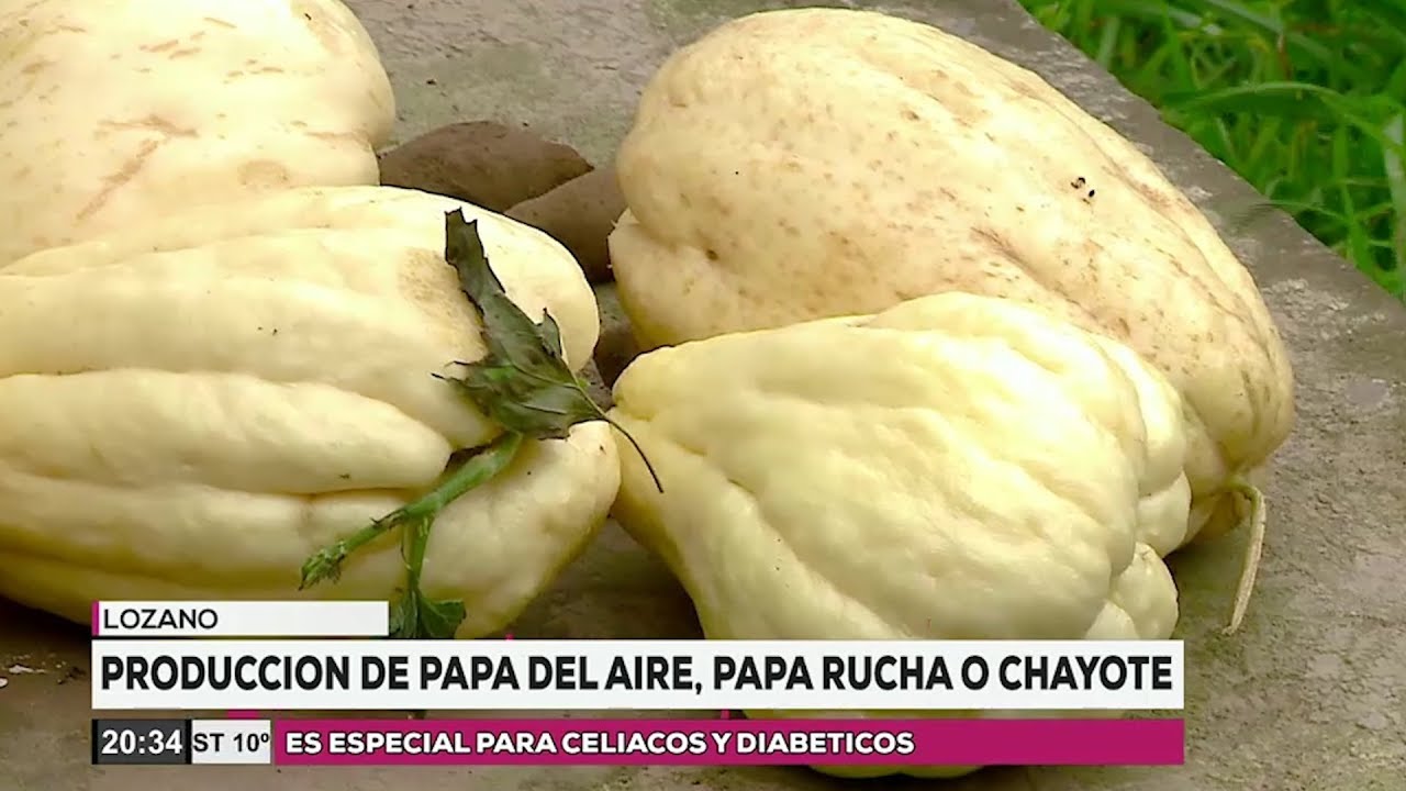 Producción de papa del aire, papa rucha o chayote