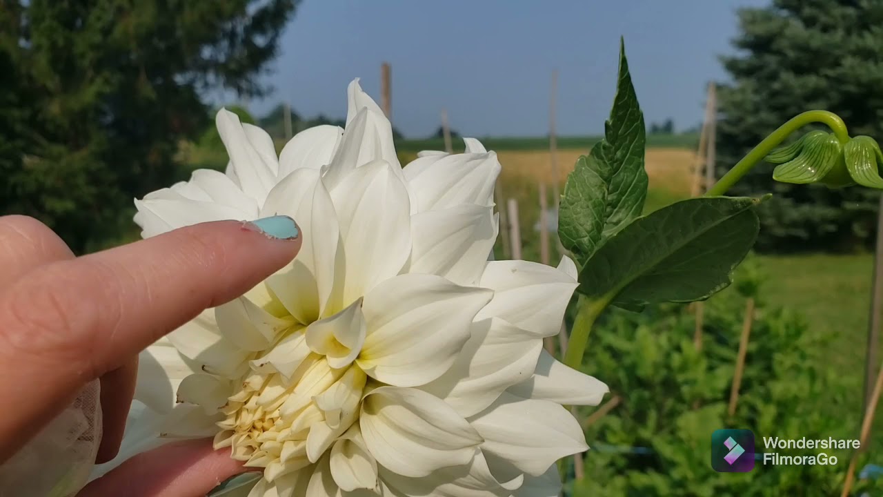Hybridizing New Dahlia's Update