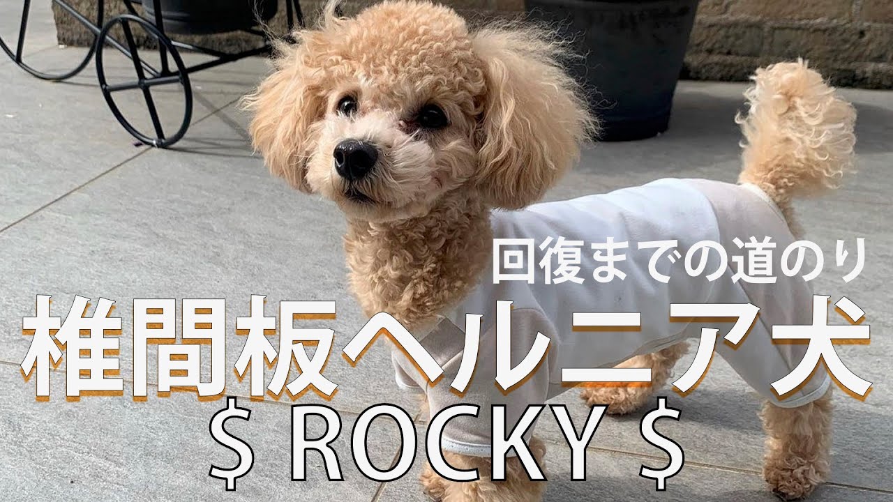 椎間板ヘルニア犬 $ ROCKY $の回復への道のり
