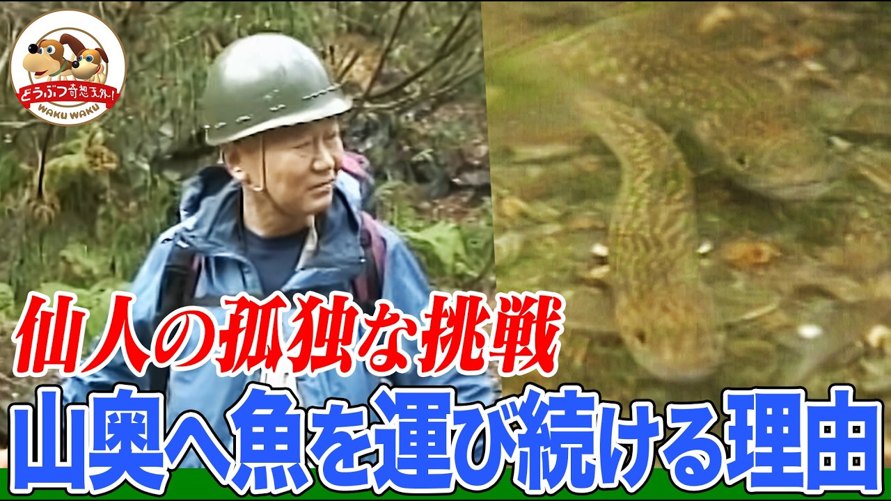 【秘境】誰も行くことのない日本最深部の川に魚を運び続け、仙人と呼ばれる老人がいた！なぜ彼はイワナを運ぶのか？【どうぶつ奇想天外／WAKUWAKU】