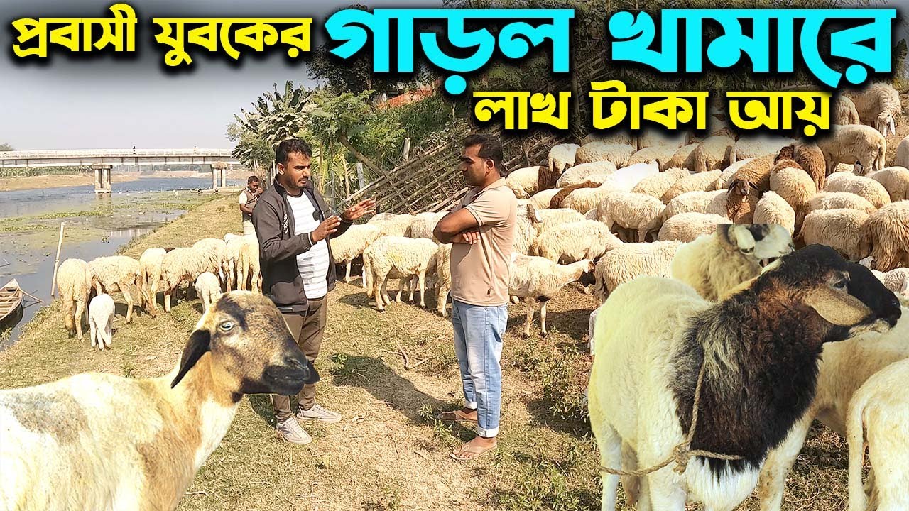 প্রবাসী যুবকের গাড়ল পালনে প্রতিমাসে লাখ টাকা আয় | Ep-1022