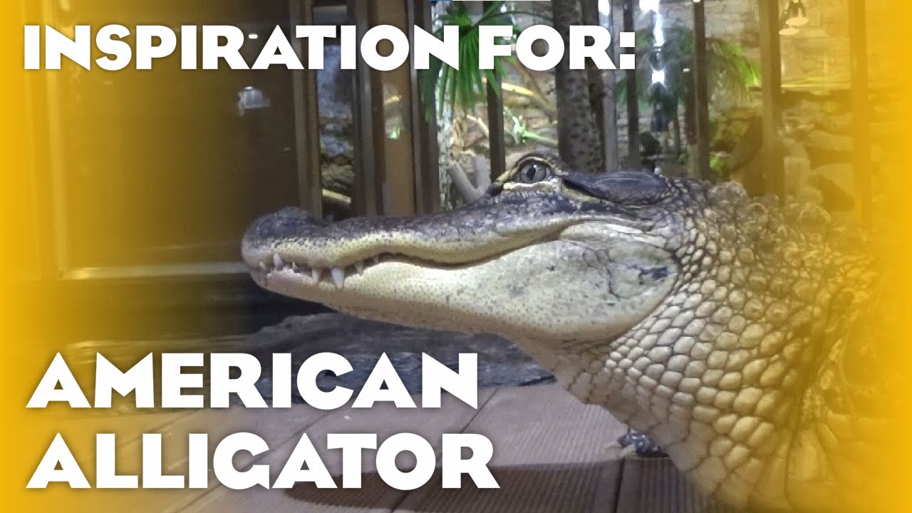 6 Real American Alligator Habitats! (Planet Zoo Inspiration)
