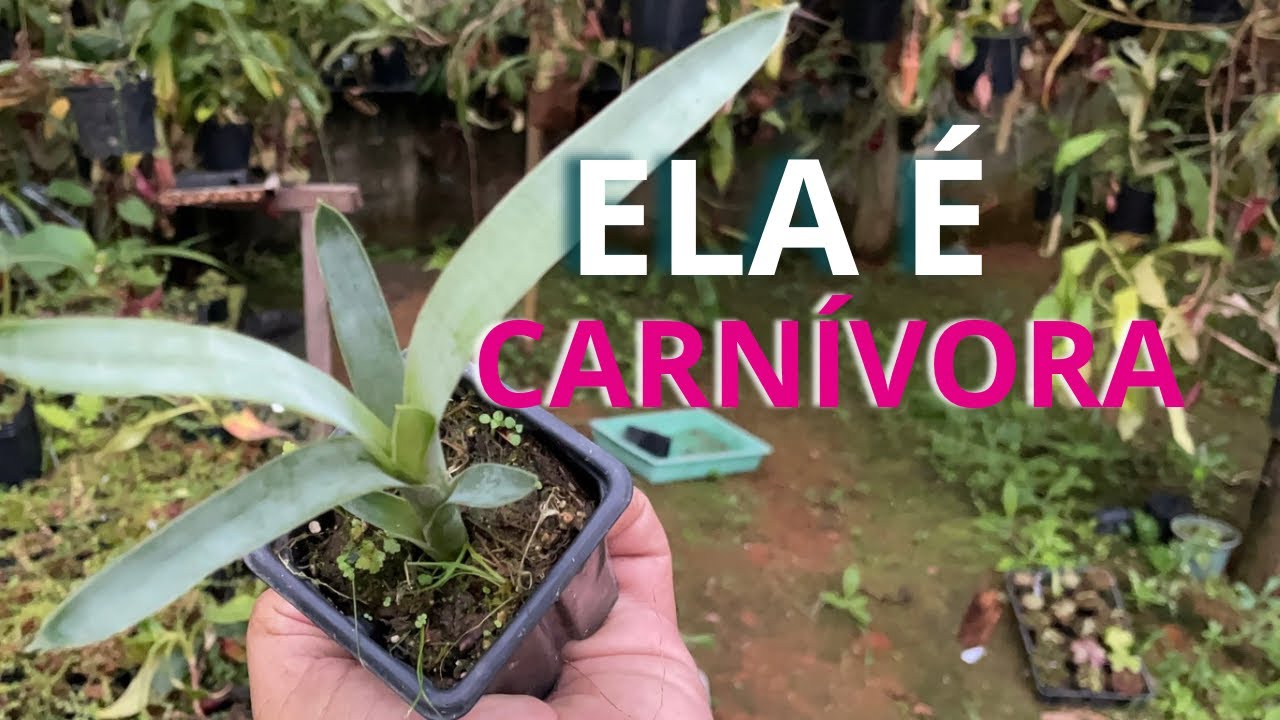 Bromélia Carnívora | Brocchinea Reducta