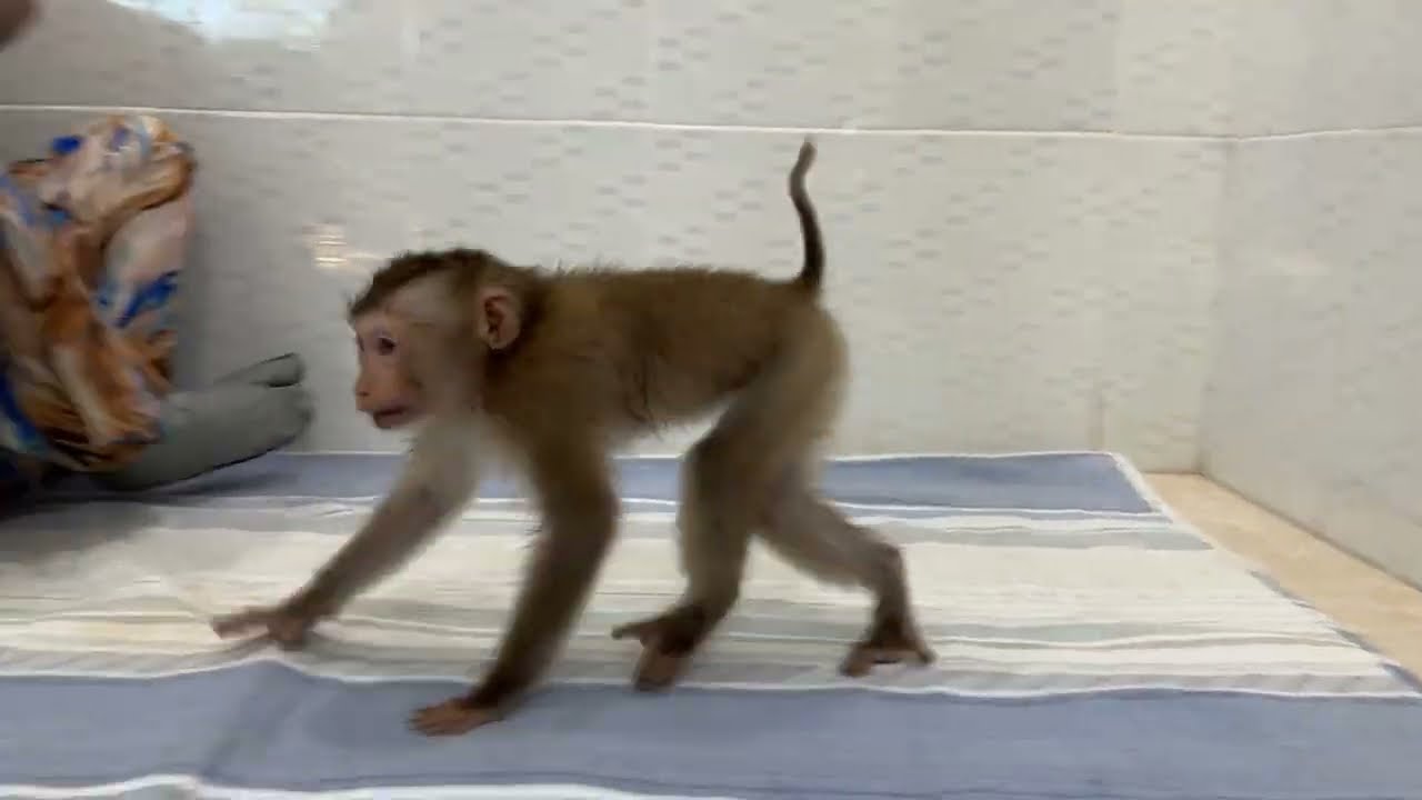 Funny Monkey Videos Of Monkey ChiChi & Linda