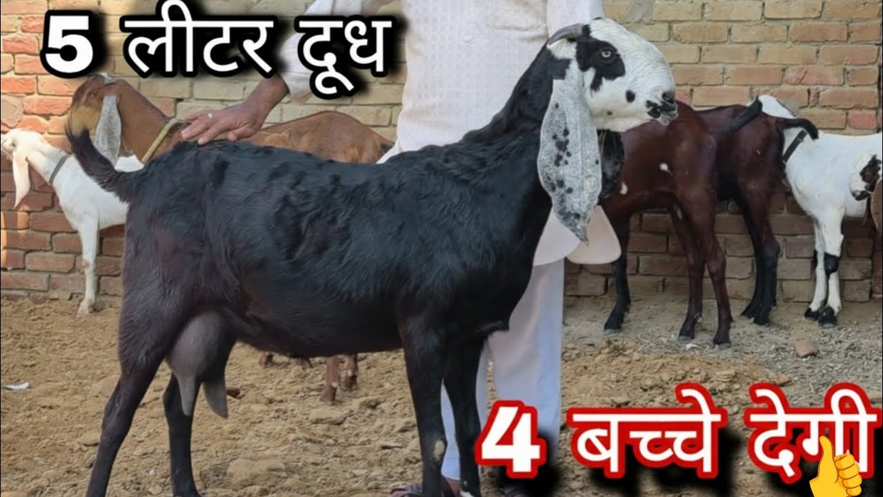  दूध 4  बच्चे देगी यह बकरी Beetal goat's breed's 