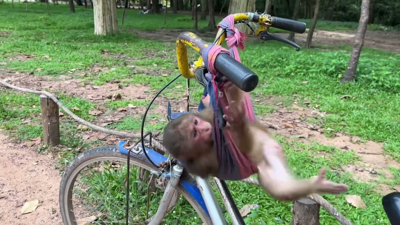 A young chilling monkey on the kids bicycle. 