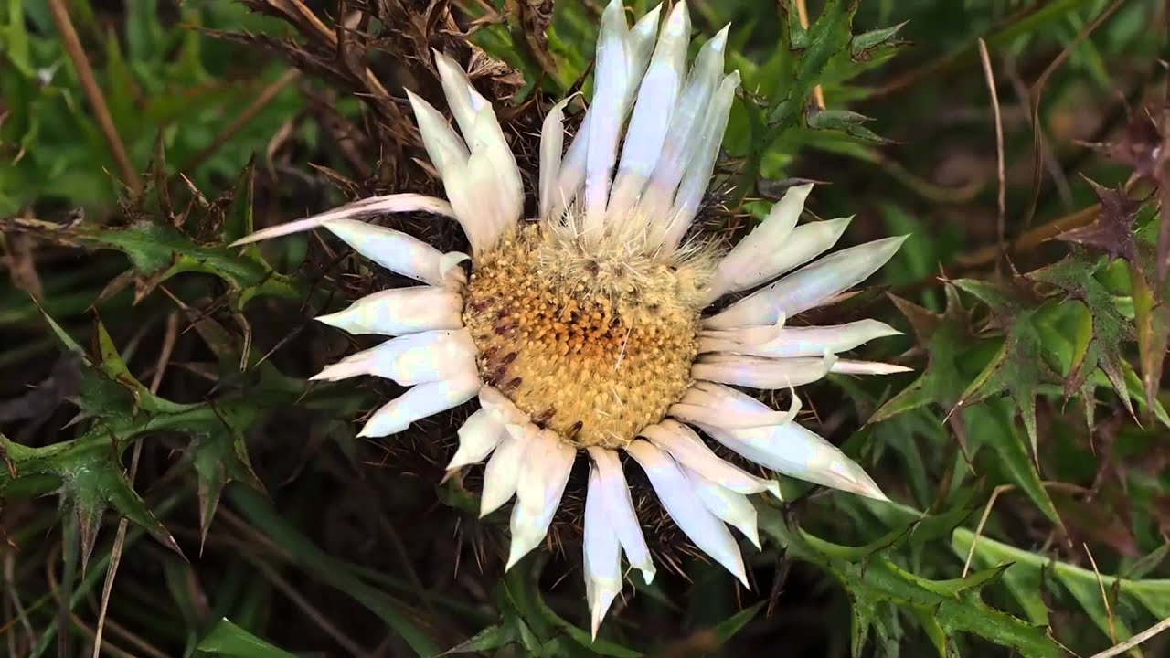 Carlina Acaulis