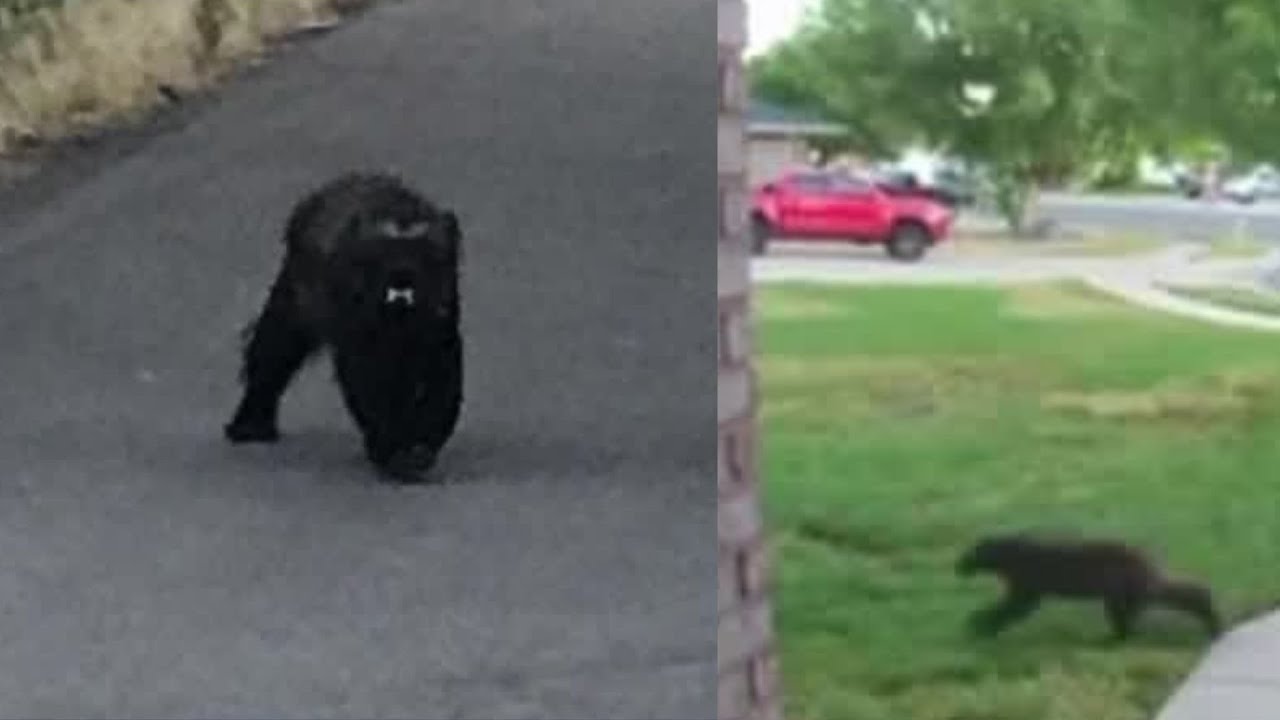 Wild Video: Utah woman's close encounter with wolverine
