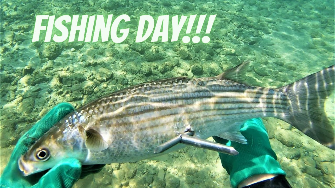 ΕΠΙΤΕΛΟΥΣ ΗΡΘΑΝ ΤΑ ΨΑΡΙΑ ΣΤΑ ΡΗΧΑ!!! / FINALLY FISH CAME IN SHALLOW WATER!!!