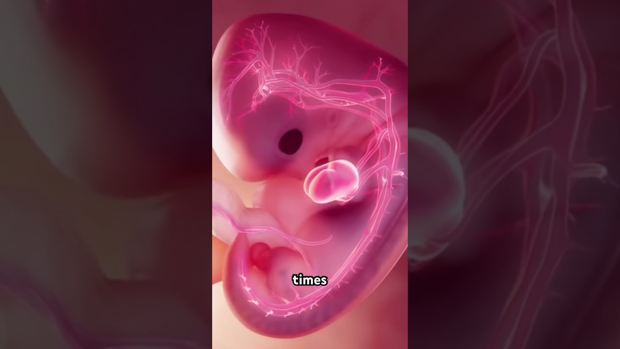 First trimester of pregnancy #monkey #science #doggielife