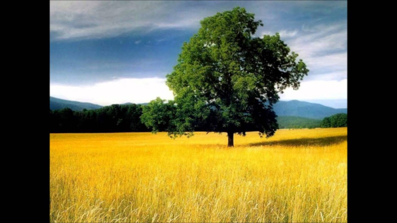 Nolwenn Leroy - fields of gold