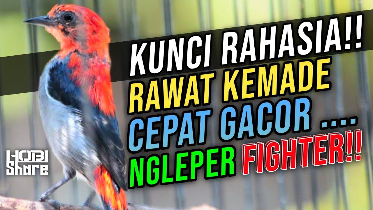 Cara Merawat Baret Merah / Kemade Agar Gacor dan Fighter‼️Cit Merah Gacor Dor