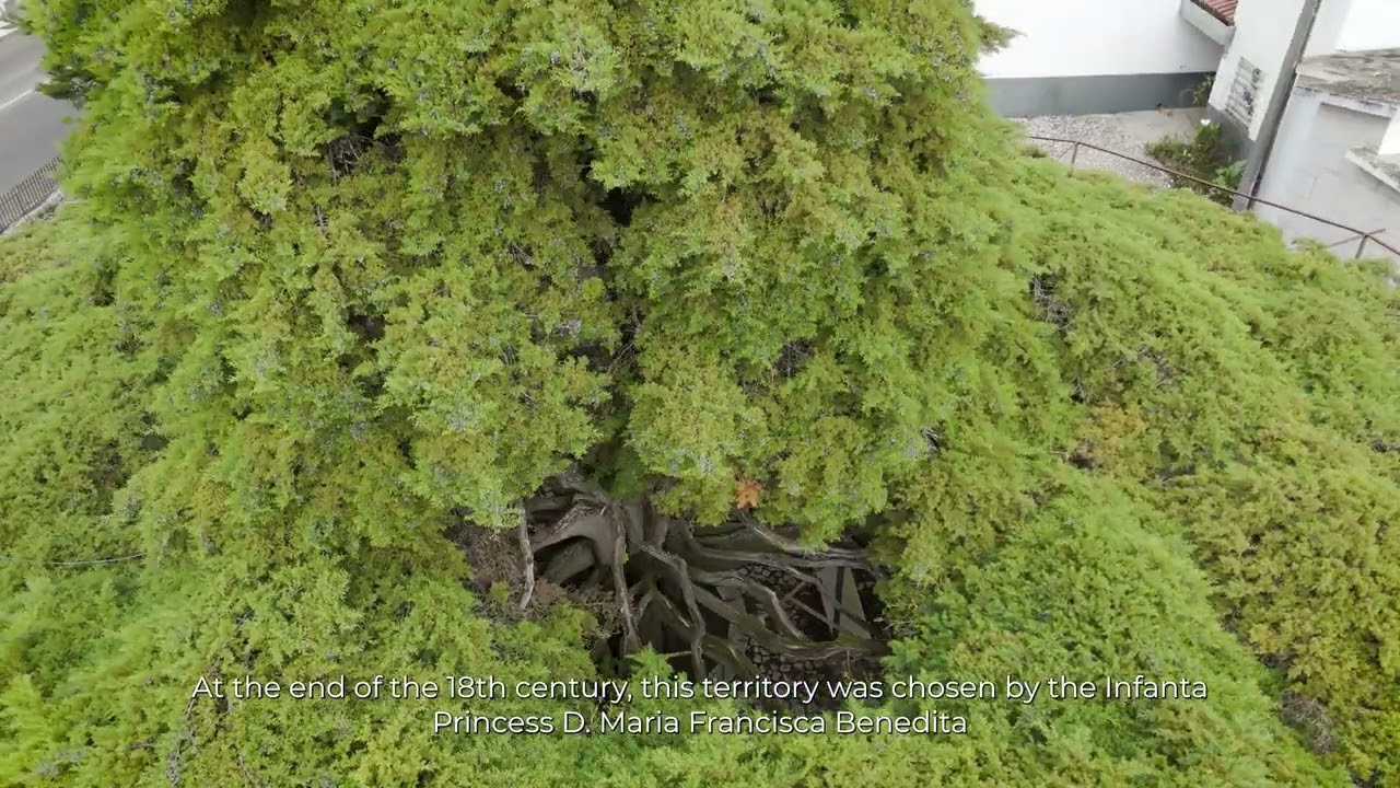 Cedro de Runa (Portugal) – Tree of the Year 2026 Finalist