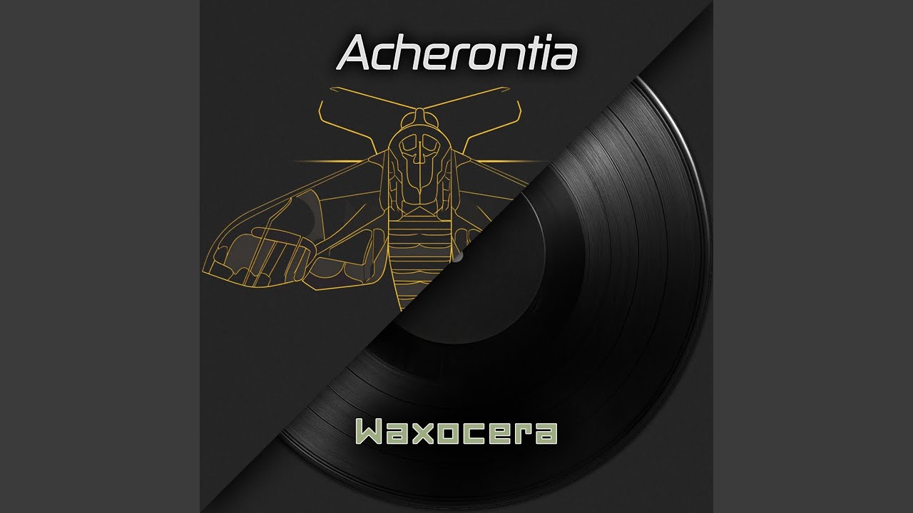 Acherontia (Death’s-Head Hawkmoths)