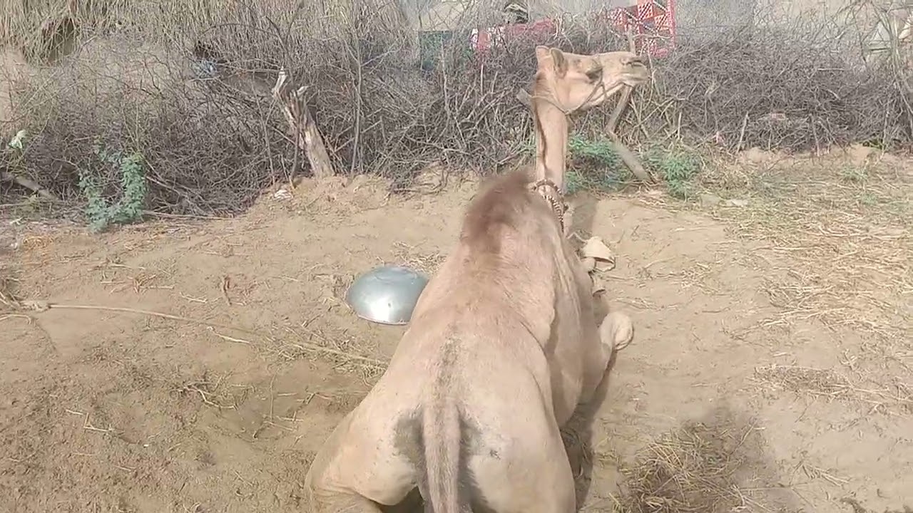 aik unt 🐫 gaon m ghr k andr aram krty hue