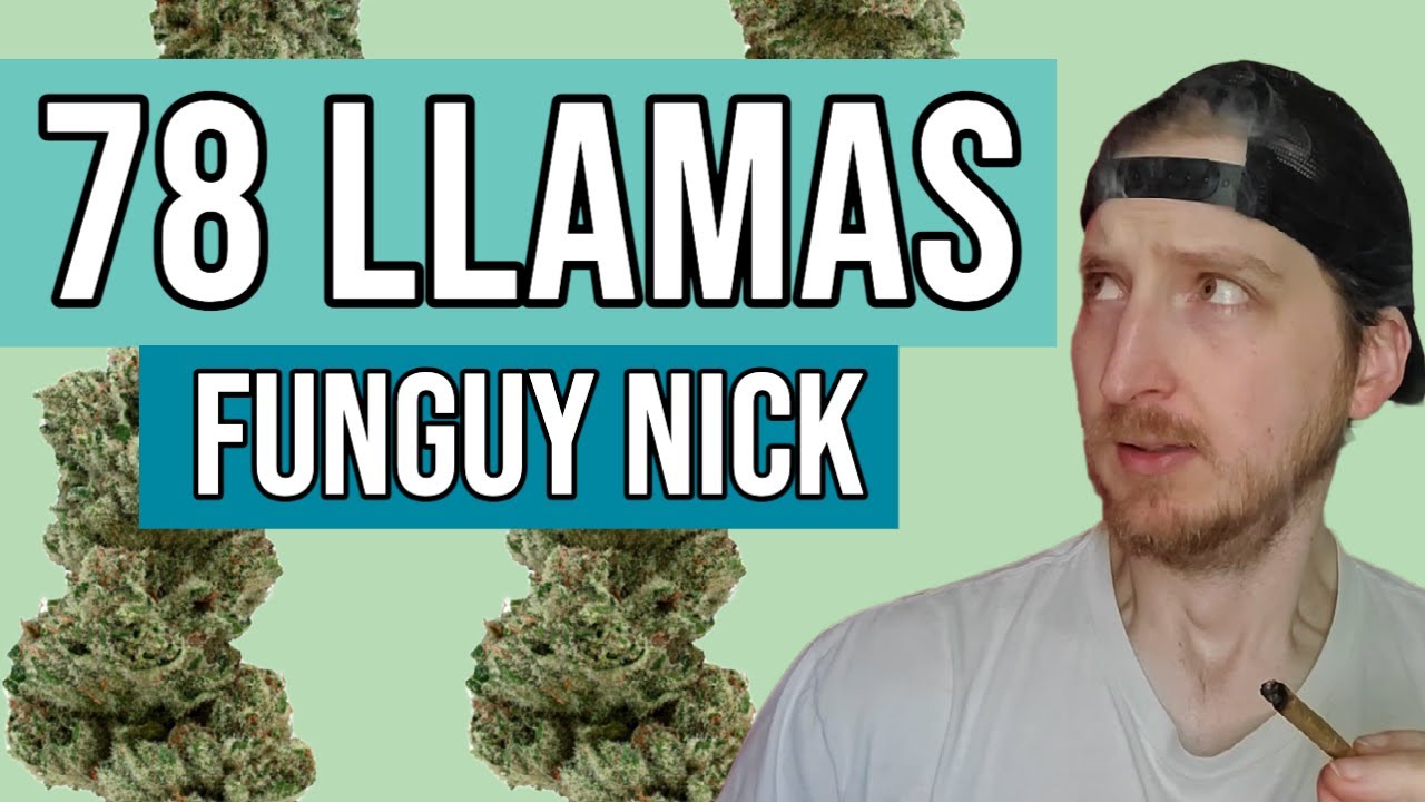 78 Llamas Hawaiian Indoor Hemp (Review by FunGuy Nick)