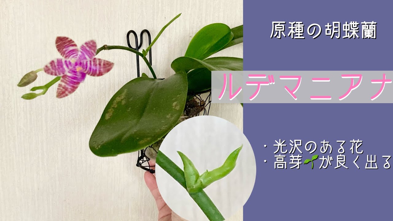 2026年1月16日　原種の胡蝶蘭《ルデマニアナ》　光沢のある花🌸　高芽🌱がたくさん出る　強健種で面白い←初心者さん🔰向き　ヘゴ棒付け