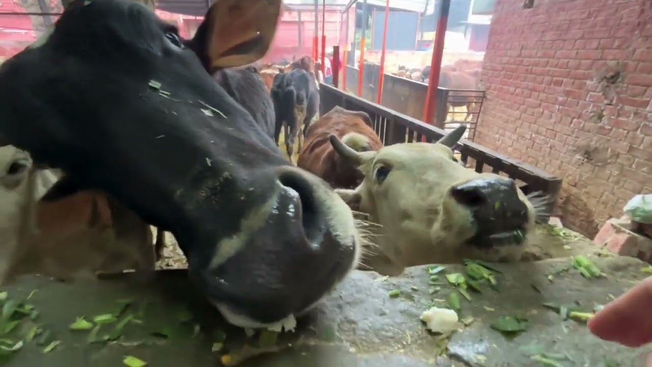 Day 51 | 90 Days Gau Shala Visit Challenge | 5 Jan 2026 | Daily Gau Mata Seva 🐄🙏 | 5 जनवरी 2026