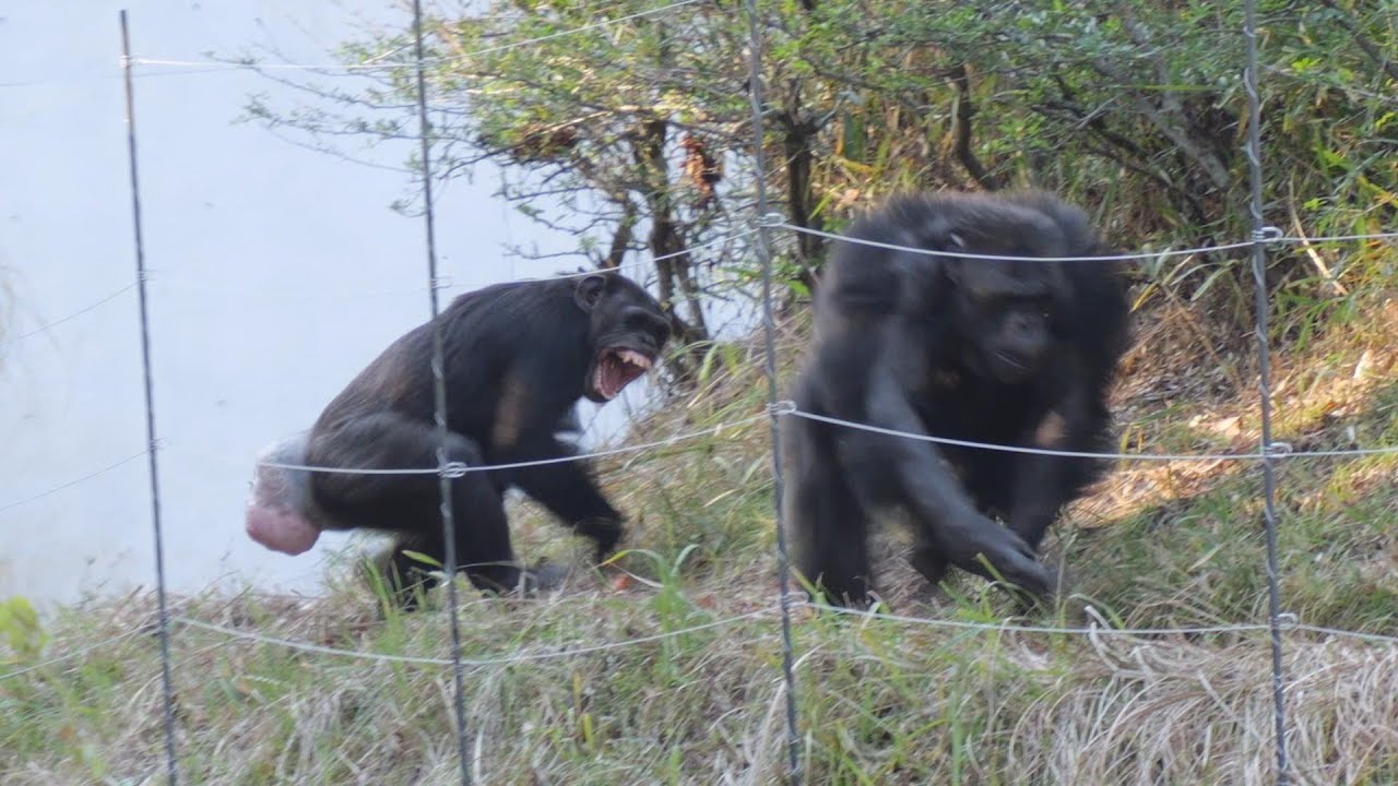 新女王サクラ誕生、いや、あり得ない。制御不能なアルファオス／３時間　多摩動物公園　チンパンジー　202412