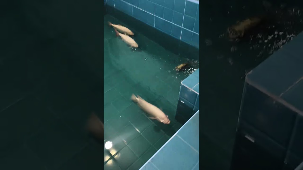 #aquarium fish