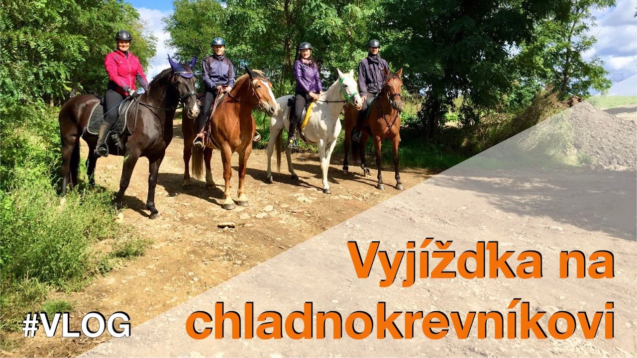 Koně v řece 💦 Vlající koňská hříva 🐎 Petrova maminka na chladnokrevném koni | VLOG