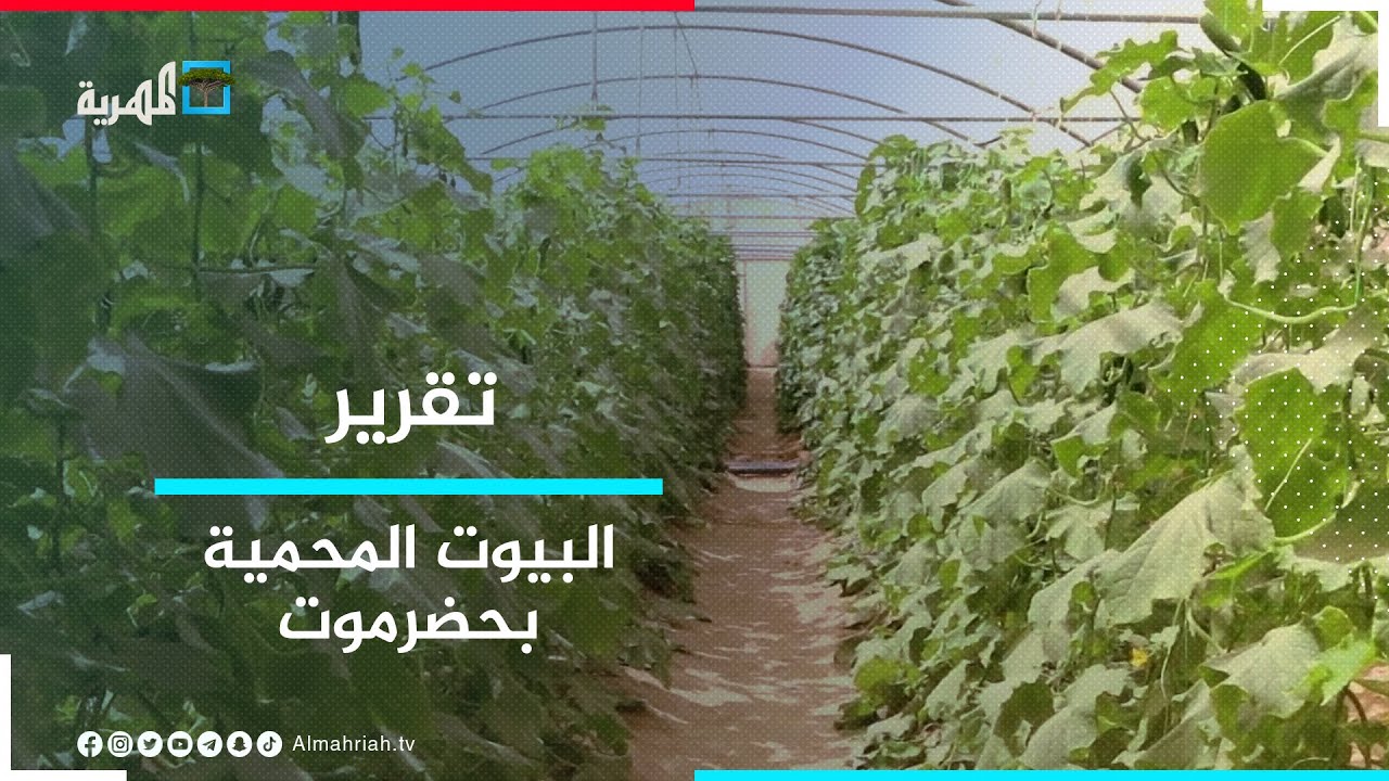 البيوت المحمية.. خيار المزارعين بوادي حضرموت لمواجهة مشكلات الزراعة