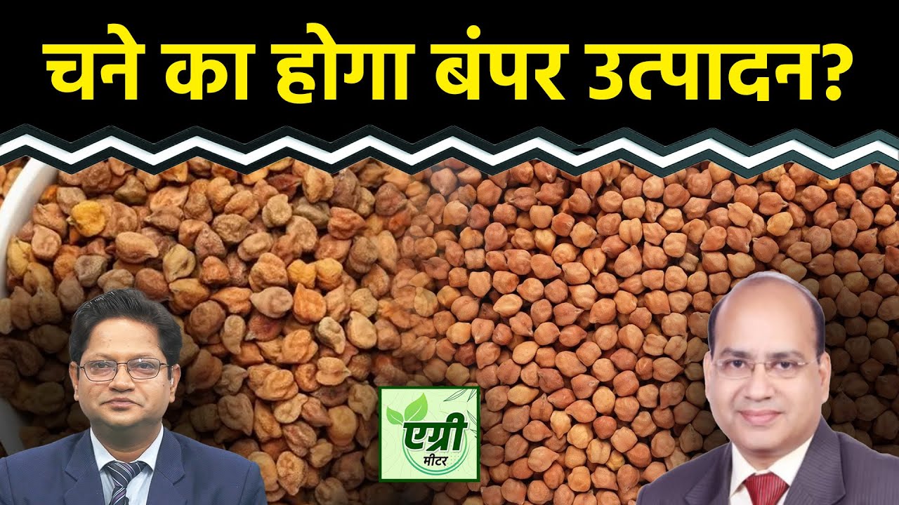 Agri Commodity : अप्रैल-नवंबर के दौरान कैसा रहा चने का इंपोर्ट? NCDEX | Commodity Market