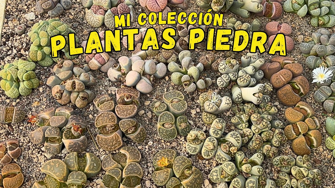 Mi colección de LITHOPS  plantas PIEDRA