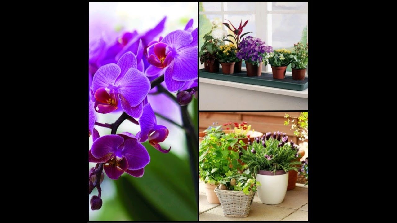 Орхидеи и мои комнатные растения. Orchids and my houseplants.