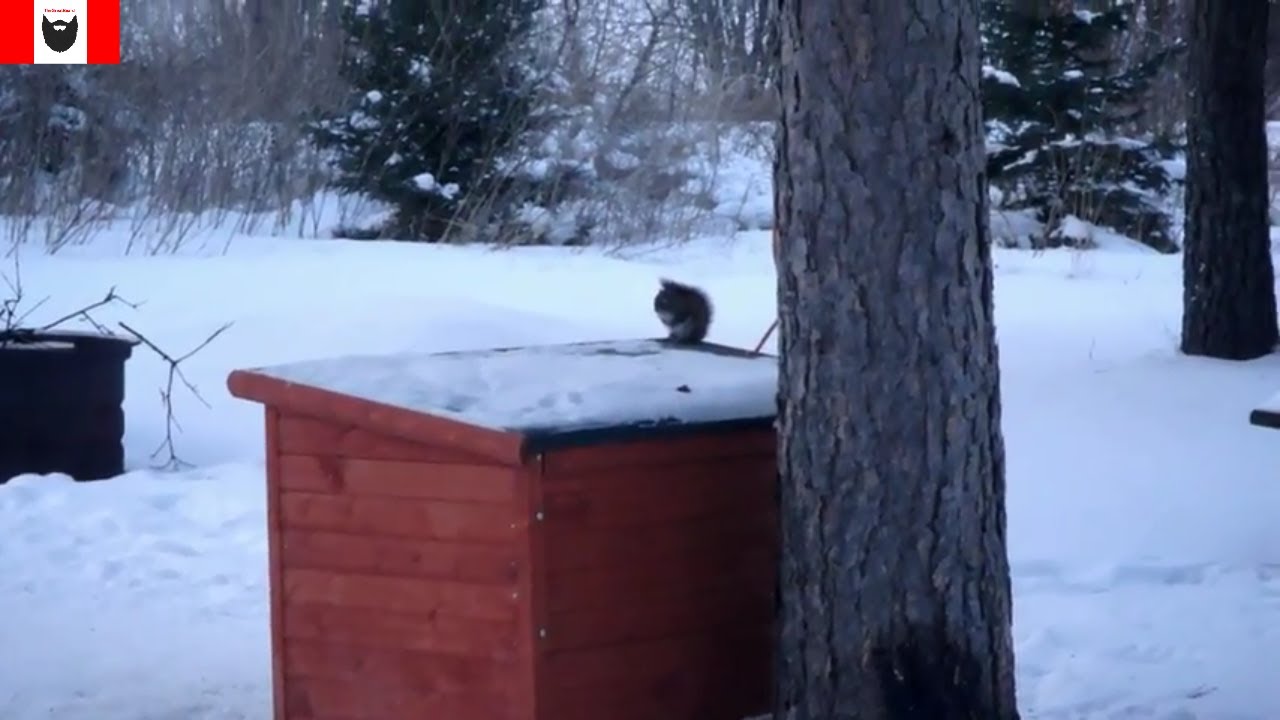 Camper Living Vlog #17 - Squirrel Problems