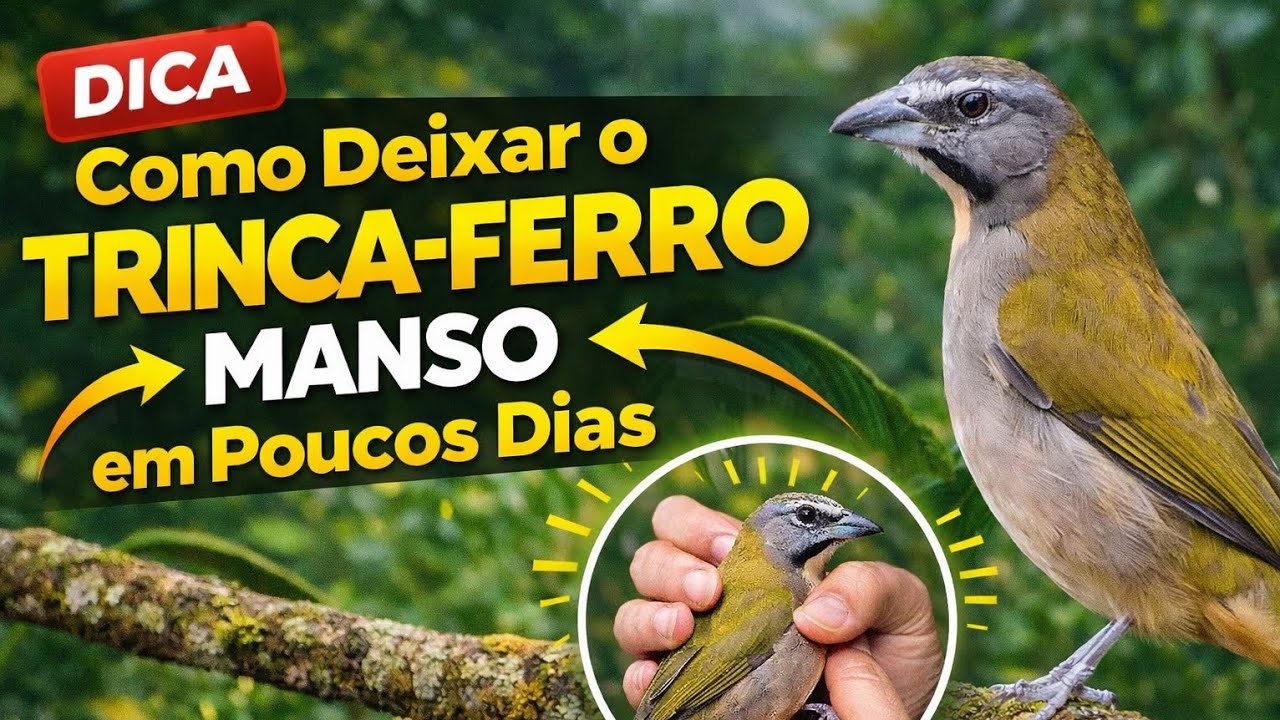 DICA: COMO DEIXAR O TRINCA-FERRO MANSO EM POUCOS DIAS#trincaferro#coleirosolto#aves  