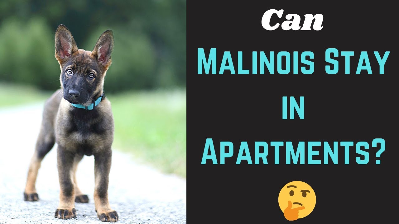 Is Malinois a Suitable dog breed to live in an Apartment? | Little Paws Training |