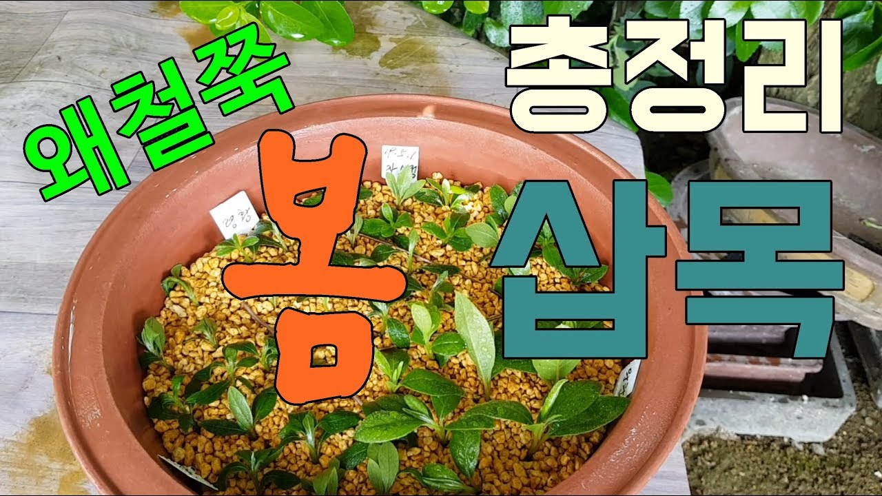 왜철쭉 봄 삽목방법 이것으로 봄 삽목 총정리 합니다.