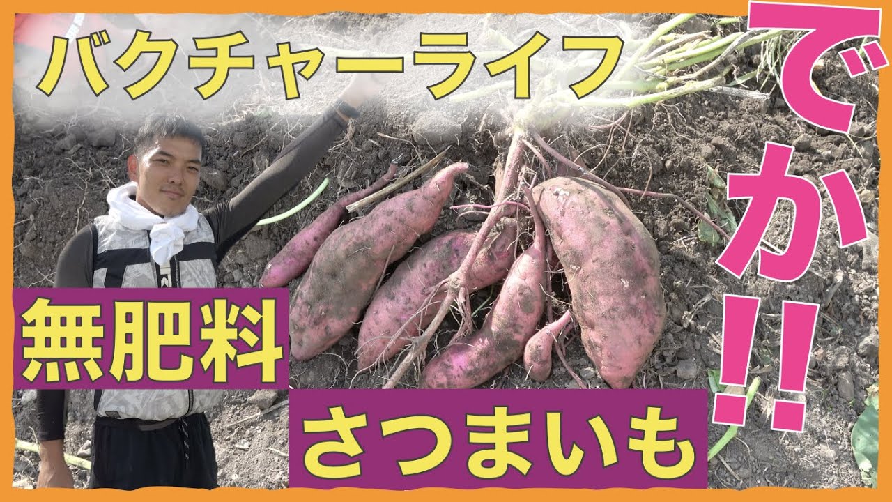 【バクチャーライフ】バクチャーで無肥料栽培！何も入れずにさつまいもを育ててみた！