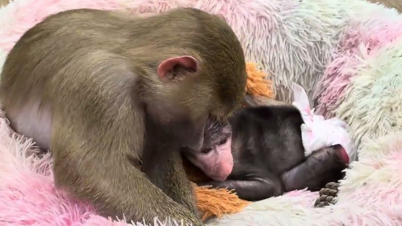 Маня забрала лежанку у Николь, эту ИСТЕРИКУ нужно видеть❤️