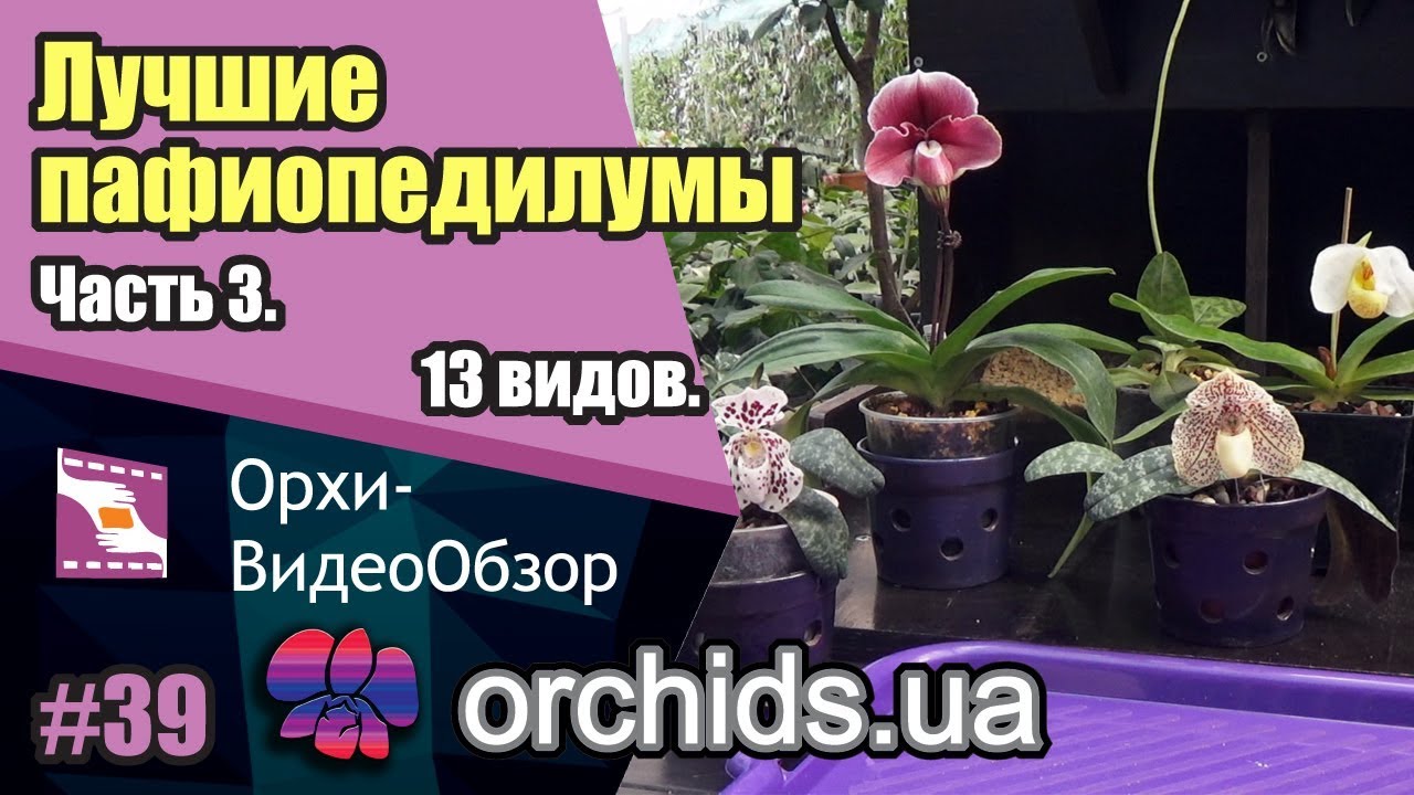 Лучшие пафиопедилумы для Вашей коллекции. Часть 3. 13 видов.