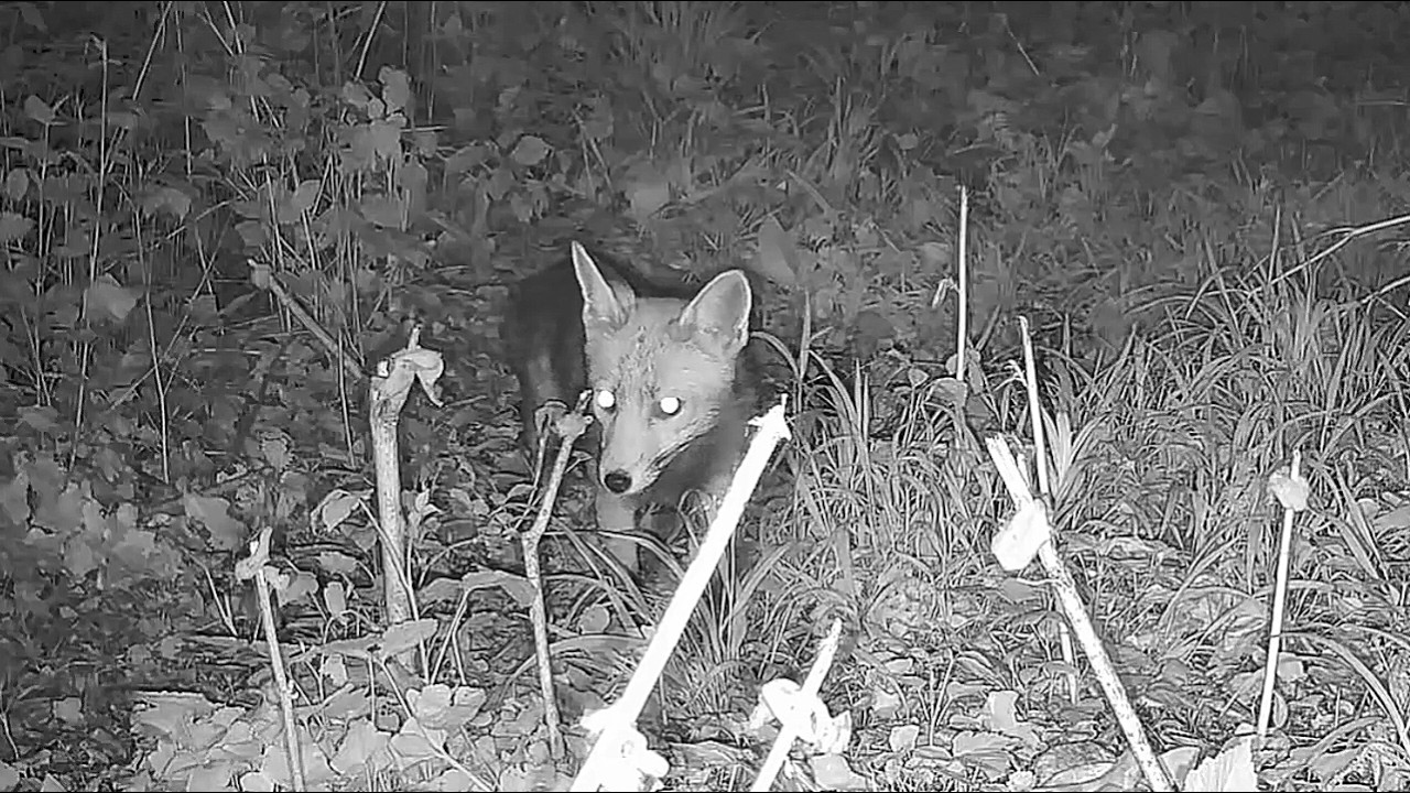 Fox Pup Growing Up Wild: First Days Outside the Den