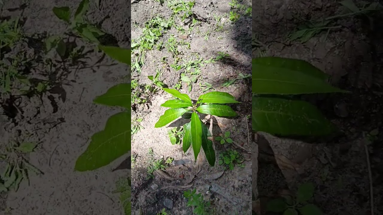 Minhas plantas estão assim 