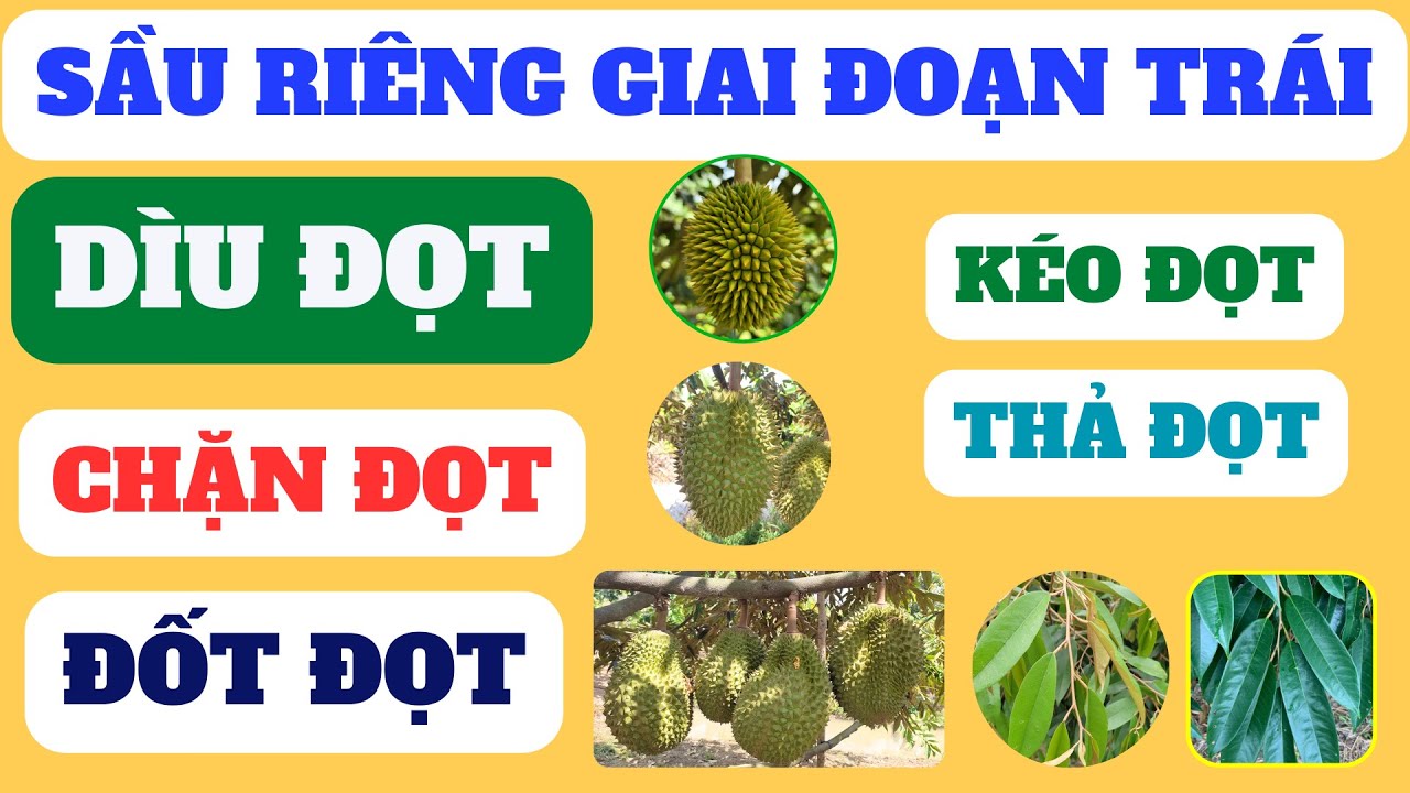 Thế nào là DÌU ĐỌT? ĐỐT ĐỌT? THẢ ĐỌT? KÉO ĐỌT? CHẶN ĐỌT? |Chăm sóc cơi đọt sầu riêng giai đoạn trái