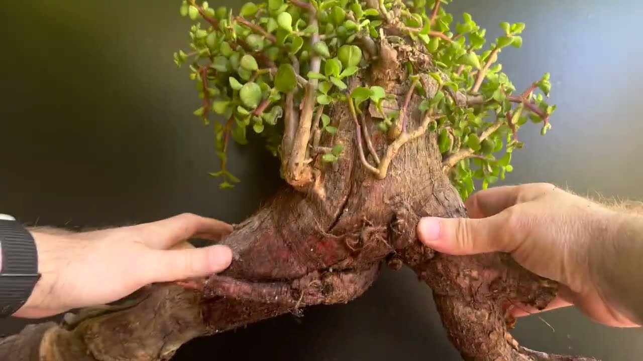 HUGE Dwarf Jade Plant to Bonsai Tree  (Portulacaria Afra Dwarf Jade)