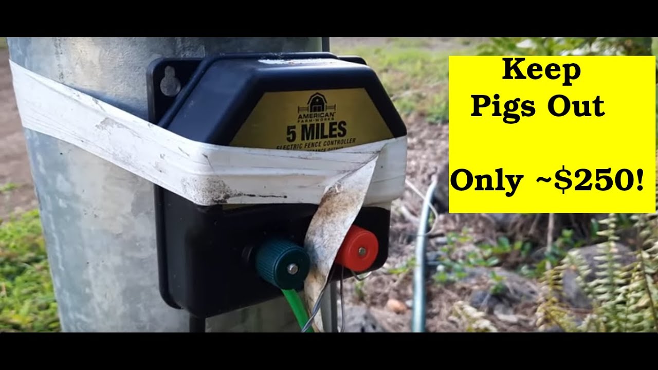 How to keep wild pigs out in Hawaii. No expensive fence needed!