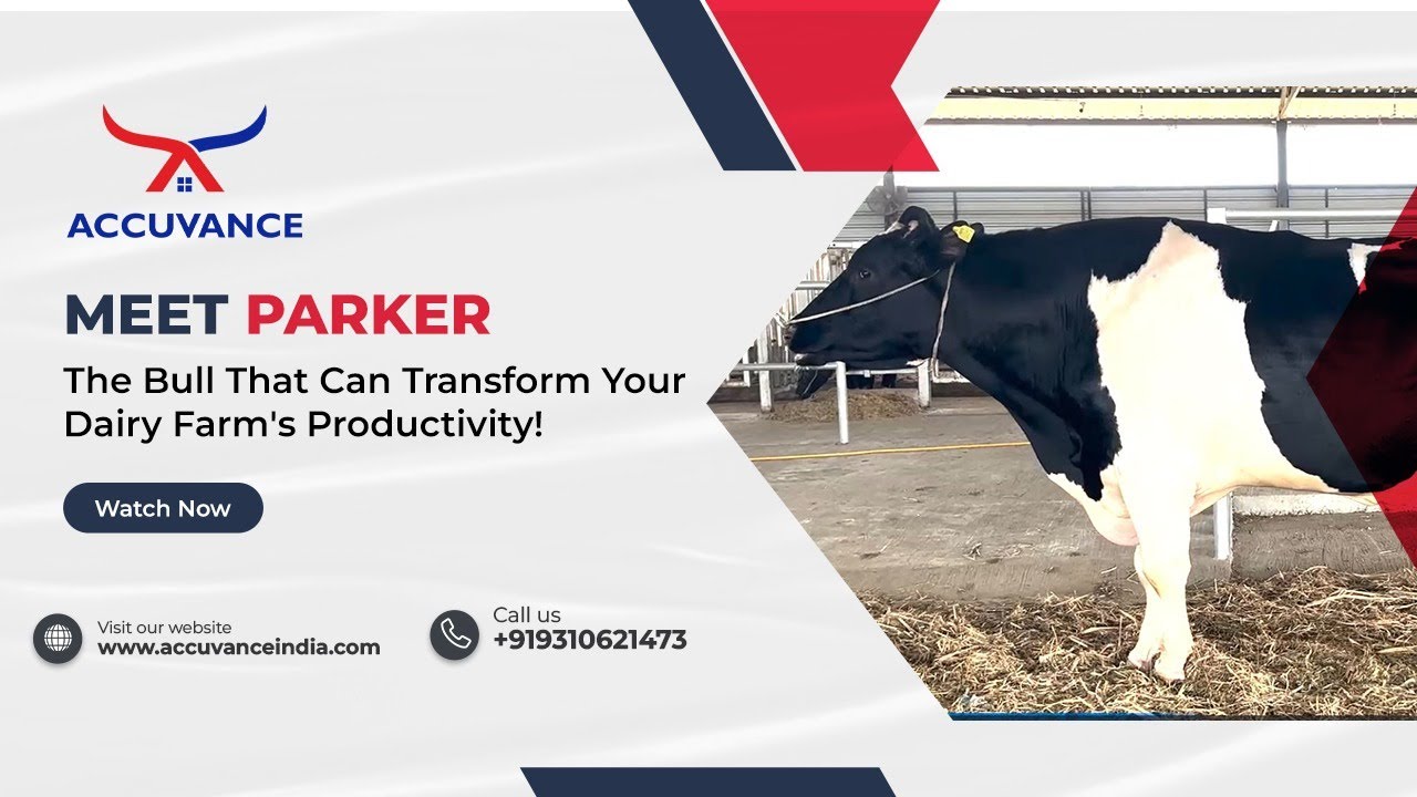 Meet PARKER - The Bull That Can Transform Your Dairy Farm's Productivity!