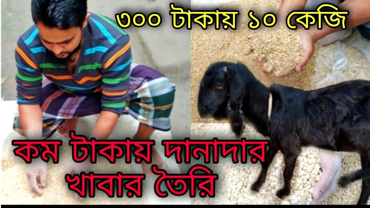অল্প টাকায় ছাগলের দানাদার খাবার তৈরি। #goat